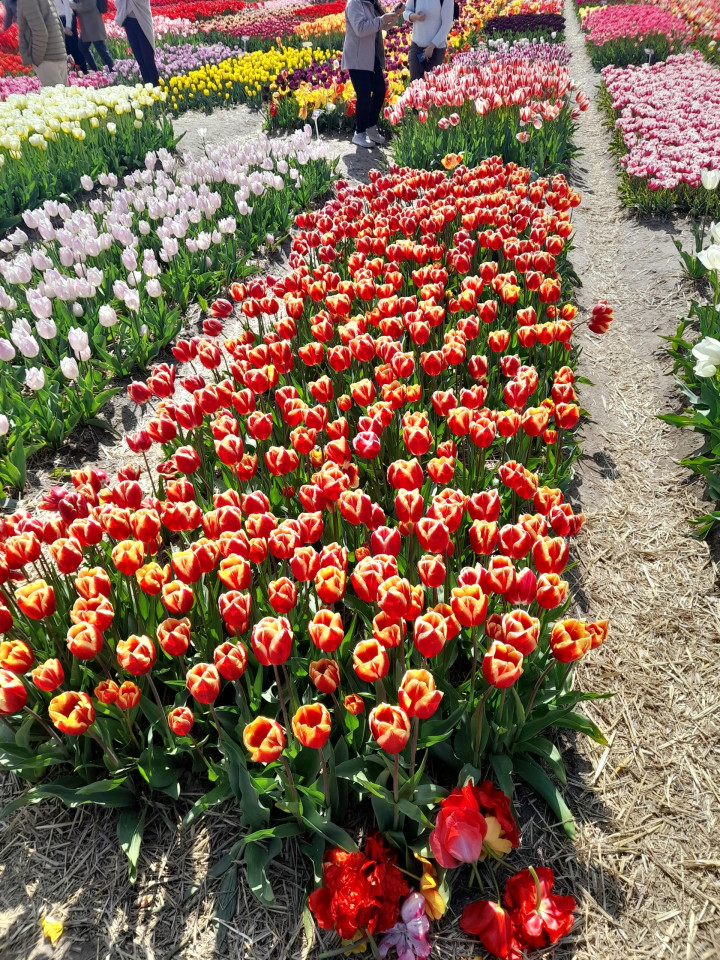 Verslag bezoek Tulip Experience Amsterdam