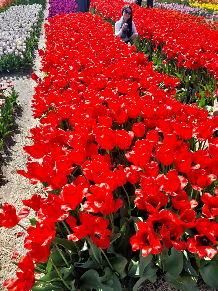 Rode tulpen